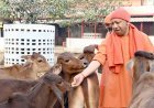 गोसंरक्षण स्पेशल स्टोरी: योगी सरकार का कीर्तिमान, पहली बार गो संरक्षण के लिए खर्च होंगे 2100 करोड़। 