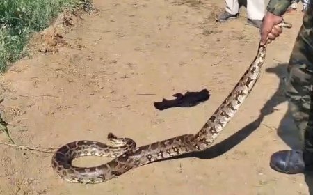 यूपी के महोबा में दस दिनों के भीतर एक ही स्थान पर नर-मादा अजगर का जोड़ा मिलने से गांव में मचा हड़कंप।