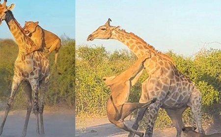 पाकिस्तान में 9 शेर और 2 जिराफ को दया मृत्यु, लाइलाज बीमारियों के कारण लिया गया फैसला।