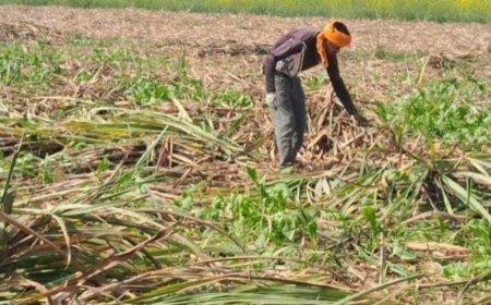 Lucknow : गन्ना आपूर्ति के समय डिग्रेड करने की शिकायत गन्ना किसान टोल फ्री हेल्पलाइन नंबर पर दर्ज कराएं- गन्ना विभाग