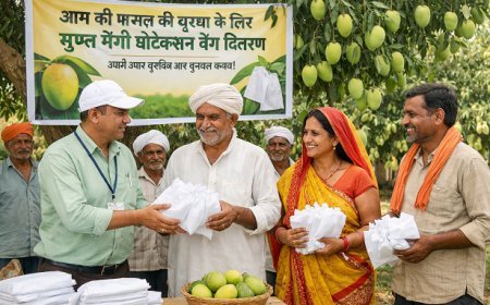 Hardoi: आम की फसल की सुरक्षा के लिए मुफ्त मैंगो प्रोटेक्शन बैग वितरण। 