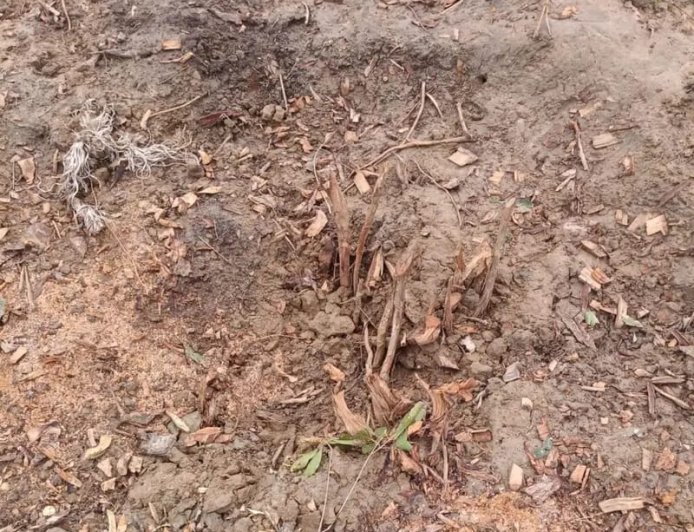 Hapur : गढ़मुक्तेश्वर में लकड़ी माफिया सक्रिय, रात में नीम और जामुन के पेड़ काटे जा रहे