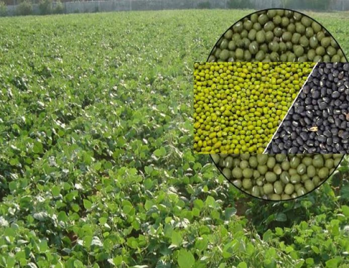 Hardoi: गन्ने के साथ मूंग-उड़द की अंतरफसली खेती को बढ़ावा, किसानों को मिलेंगे नि:शुल्क बीज। 