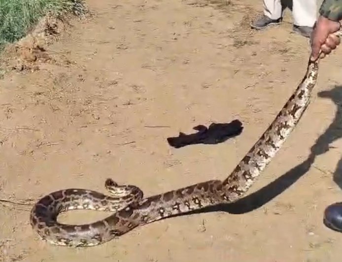 यूपी के महोबा में दस दिनों के भीतर एक ही स्थान पर नर-मादा अजगर का जोड़ा मिलने से गांव में मचा हड़कंप।