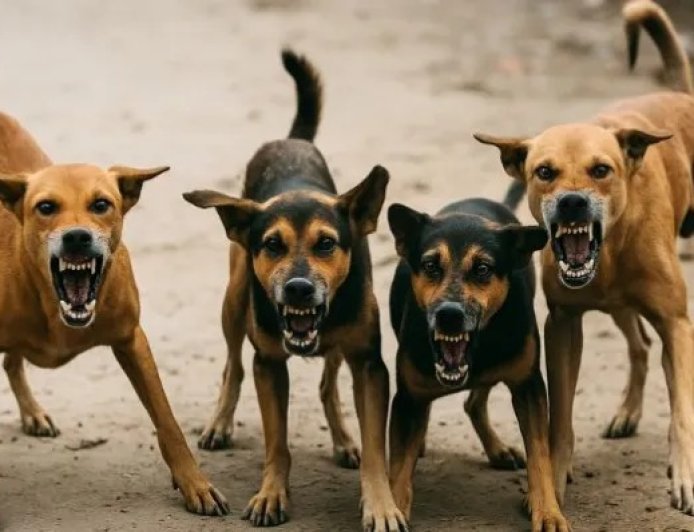 Deoband : देवबंद में आवारा कुत्तों का आतंक जारी: सफाईकर्मी कृष्णा पर हमला, गंभीर घायल