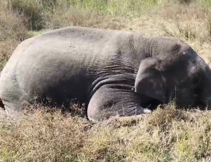 Bajpur : पीपलपड़ाव रेंज में संदिग्ध परिस्थितियों में हाथी की मौत, वन विभाग में मचा हड़कंप