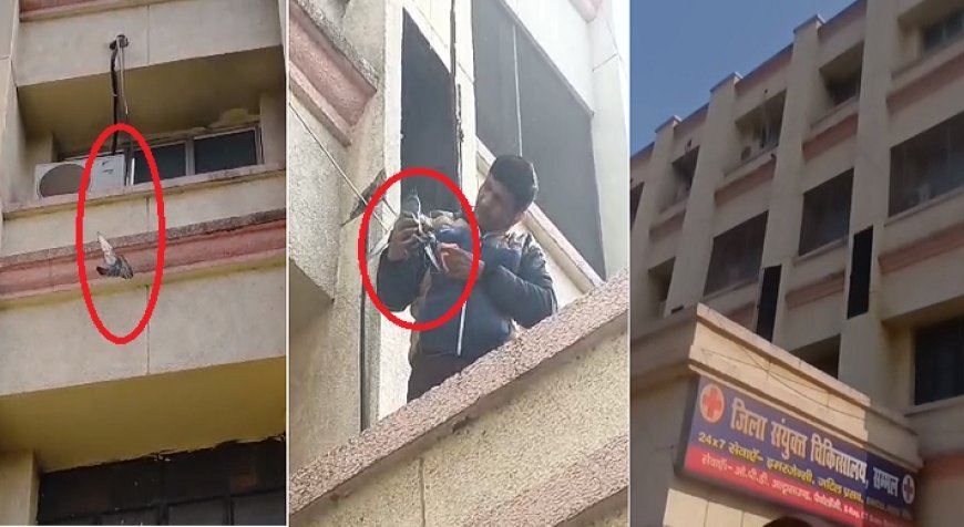 Sambhal: चीनी मांझा बना मौत का फंदा, देवदूत बनकर पहुंचे अस्पताल कर्मचारी ने कबूतर की बचाई जान।