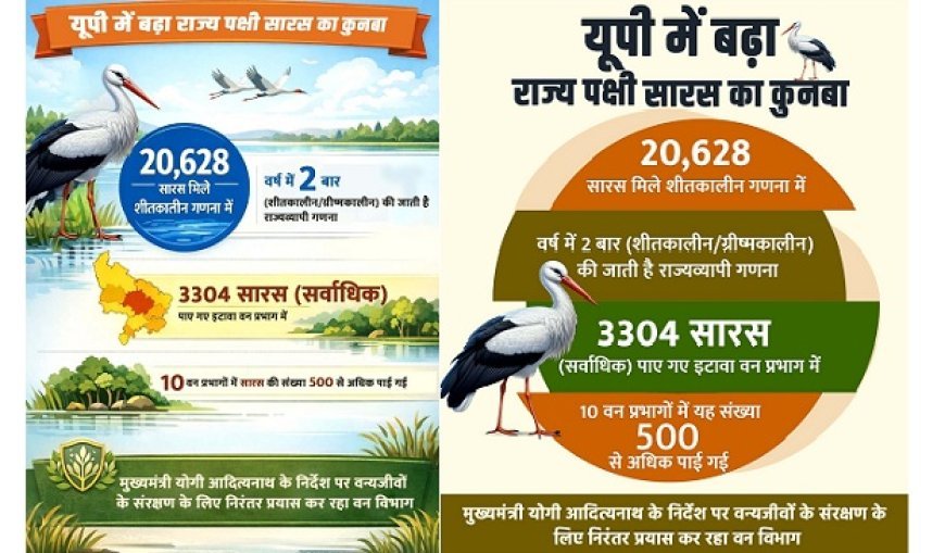 यूपी में बढ़ा राज्य पक्षी सारस का कुनबा: शीतकालीन गणना में मिले 20628 सारस, वर्ष में दो बार (शीतकालीन/ग्रीष्मकालीन) की जाती है राज्यव्यापी गणना। 