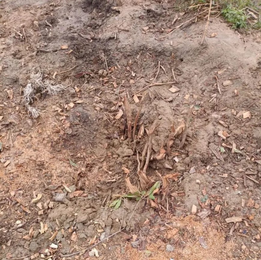 Hapur : गढ़मुक्तेश्वर में लकड़ी माफिया सक्रिय, रात में नीम और जामुन के पेड़ काटे जा रहे