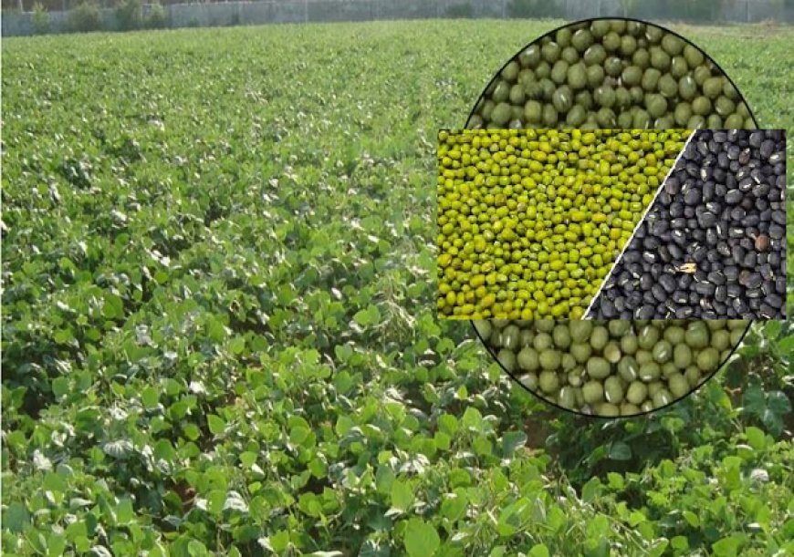 Hardoi: गन्ने के साथ मूंग-उड़द की अंतरफसली खेती को बढ़ावा, किसानों को मिलेंगे नि:शुल्क बीज। 