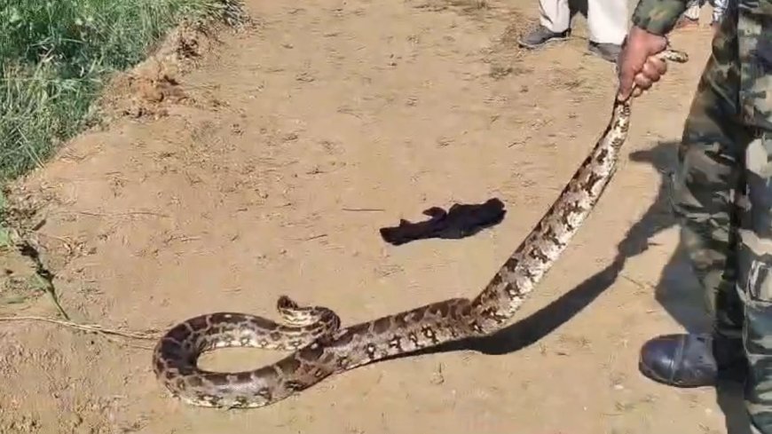यूपी के महोबा में दस दिनों के भीतर एक ही स्थान पर नर-मादा अजगर का जोड़ा मिलने से गांव में मचा हड़कंप।