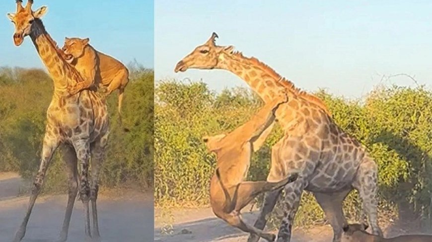 पाकिस्तान में 9 शेर और 2 जिराफ को दया मृत्यु, लाइलाज बीमारियों के कारण लिया गया फैसला।