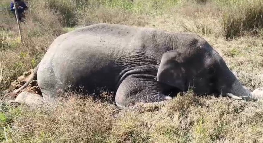 Bajpur : पीपलपड़ाव रेंज में संदिग्ध परिस्थितियों में हाथी की मौत, वन विभाग में मचा हड़कंप