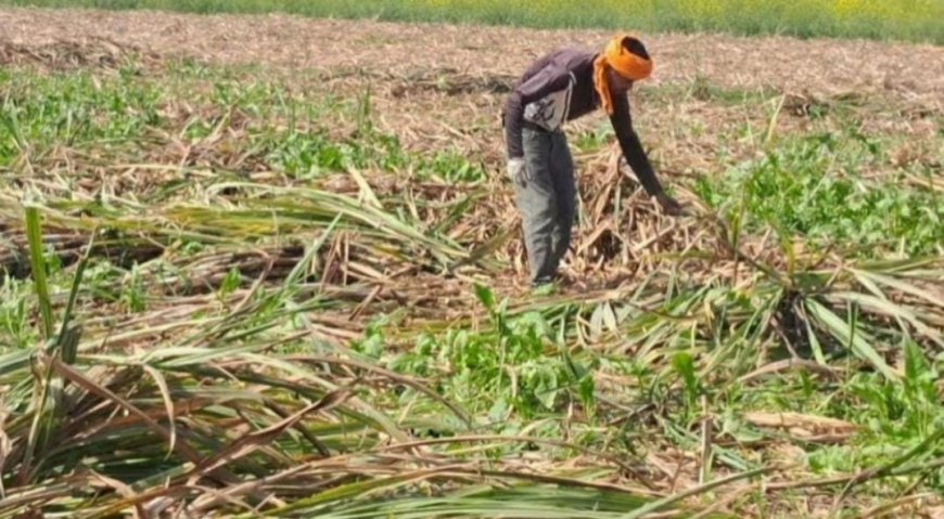 Lucknow : गन्ना आपूर्ति के समय डिग्रेड करने की शिकायत गन्ना किसान टोल फ्री हेल्पलाइन नंबर पर दर्ज कराएं- गन्ना विभाग
