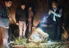 Pilibhit: पीलीभीत टाइगर रिजर्व में मिला बाघ का शव आईवीआरआई बरेली में होगा पोस्टमार्टम। 