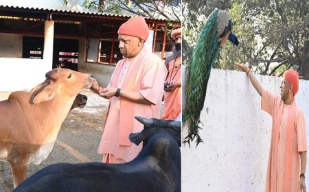 Gorakhpur: गोसेवा में रमे CM योगी: भोले नंदी को साफ किया, मोर को रोटी खिलाई, गोवंश को खूब दुलारा।