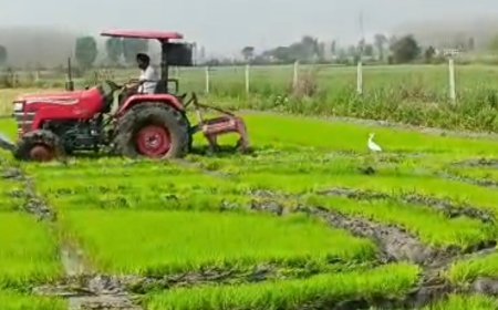 Bajpur : राजस्व टीम ने बेमौसम धान की पौध नष्ट की, किसानों में हड़कंप