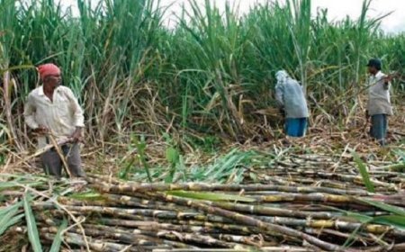 Lucknow : राज्य सरकार द्वारा गन्ना किसानों को 315753 करोड़ रूपए का गन्ना मूल्य भुगतान 