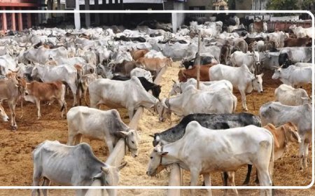 Hardoi: भीषण गर्मी को देखते हुए गोवंश को बचाने के लिए प्रशासन अलर्ट, आश्रय स्थलों पर चारा-पानी व छाया की व्यवस्था के निर्देश।