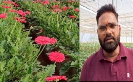 सरकारी योजना बनी सहारा: बाराबंकी के युवा किसान नीरज पटेल ने जरबेरा की खेती से लिखी सफलता की कहानी।