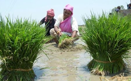 Lucknow : कृषि विभाग में ई-ऑफिस प्रणाली को प्रभावी बनाने के लिए सरकार ने 5.56 करोड़ रुपये की वित्तीय स्वीकृति की जारी