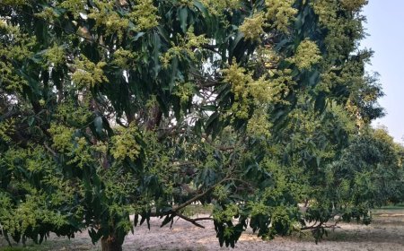 कृषि विशेष : बदलते मौसम में आम की फसल को खर्रा, दहिया और कीटों से बचाएं- कृष्ण मोहन चौधरी