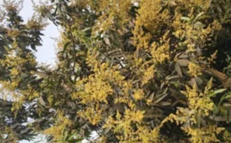 Lucknow : बेमौसम बारिश से आम बागवानों की चिंता बढ़ी, फसल को 30-40 प्रतिशत तक नुकसान का खतरा