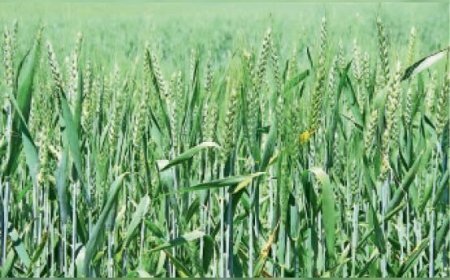 Sitapur : सीतापुर में बेमौसम बारिश और तेज हवाओं से रबी फसलों पर संकट, किसान चिंतित