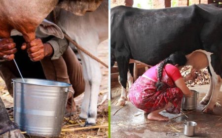 Lucknow : मिल्क प्रोक्योरमेंट से आत्मनिर्भर बनीं प्रदेश की साढ़े तीन लाख महिलाएं, दुग्ध व्यवसाय से तरक्की में UP देश में पहले स्थान पर