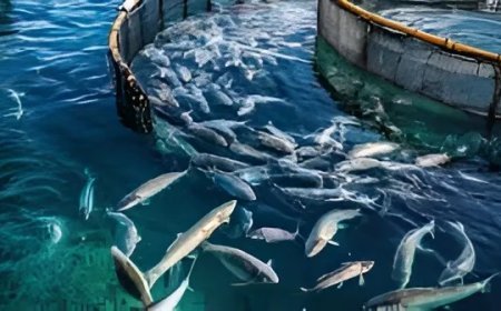 Lucknow : नव निर्माण के 9 वर्ष - 2028 तक मत्स्य उत्पादन में बड़ी छलांग लगाएगा यूपी