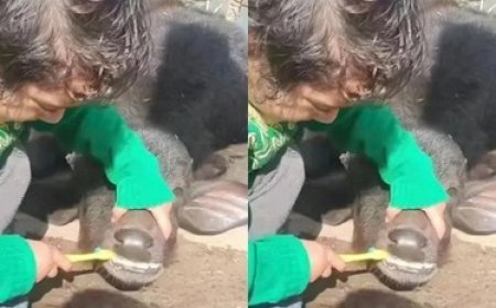मासूमियत की पराकाष्ठा: छोटे बच्चे ने भैंस के बच्चे को करवाया अनोखे अंदाज में ब्रश, वीडियो ने जीता लाखों का दिल।