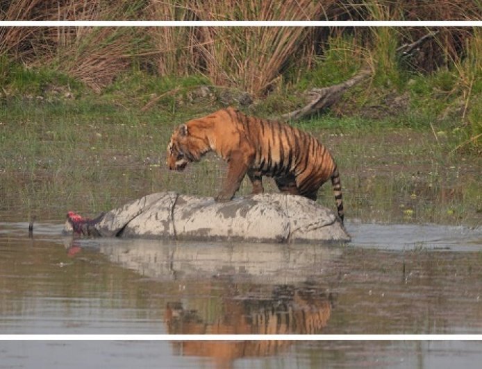 Lakhimpur: बाघ के हमले में मादा गैंडे की मौत, दुधवा टाइगर रिजर्व में पहली बार सामने आई ऐसी घटना। 