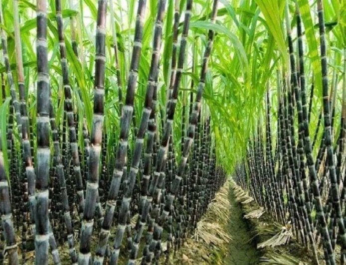 Lucknow : उन्नत बीज, अधिक उत्पादन, समृद्ध किसान, गन्ना खेती में तकनीकी क्रांति की ओर ऐतिहासिक कदम