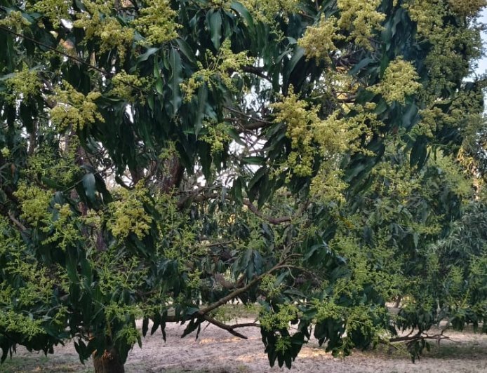 कृषि विशेष : बदलते मौसम में आम की फसल को खर्रा, दहिया और कीटों से बचाएं- कृष्ण मोहन चौधरी