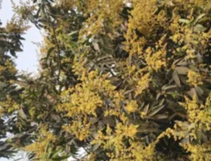 Lucknow : बेमौसम बारिश से आम बागवानों की चिंता बढ़ी, फसल को 30-40 प्रतिशत तक नुकसान का खतरा