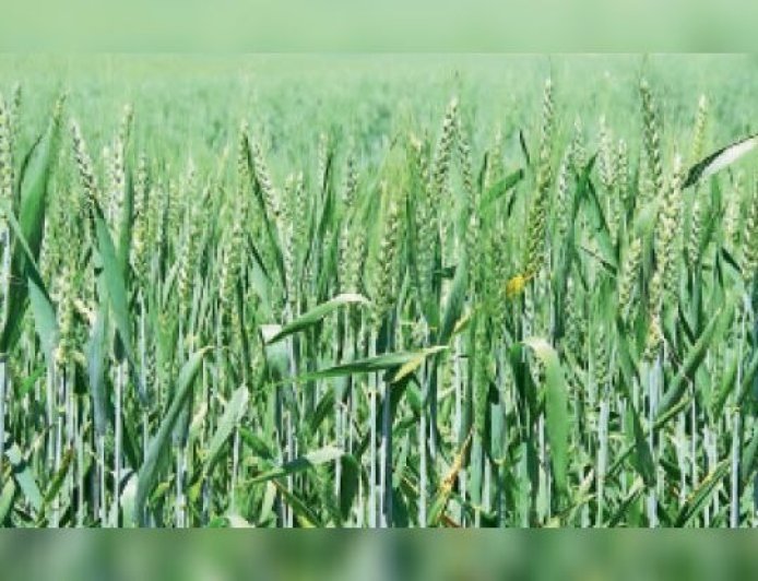 Sitapur : सीतापुर में बेमौसम बारिश और तेज हवाओं से रबी फसलों पर संकट, किसान चिंतित