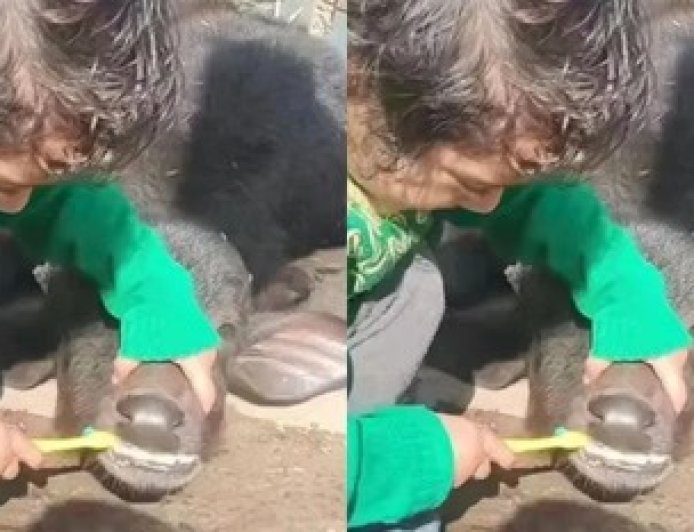 मासूमियत की पराकाष्ठा: छोटे बच्चे ने भैंस के बच्चे को करवाया अनोखे अंदाज में ब्रश, वीडियो ने जीता लाखों का दिल।