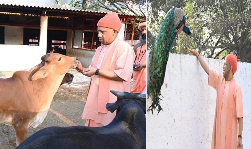 Gorakhpur: गोसेवा में रमे CM योगी: भोले नंदी को साफ किया, मोर को रोटी खिलाई, गोवंश को खूब दुलारा।