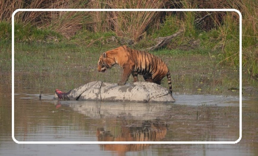 Lakhimpur: बाघ के हमले में मादा गैंडे की मौत, दुधवा टाइगर रिजर्व में पहली बार सामने आई ऐसी घटना। 