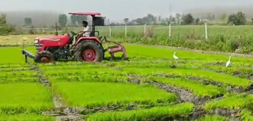 Bajpur : राजस्व टीम ने बेमौसम धान की पौध नष्ट की, किसानों में हड़कंप