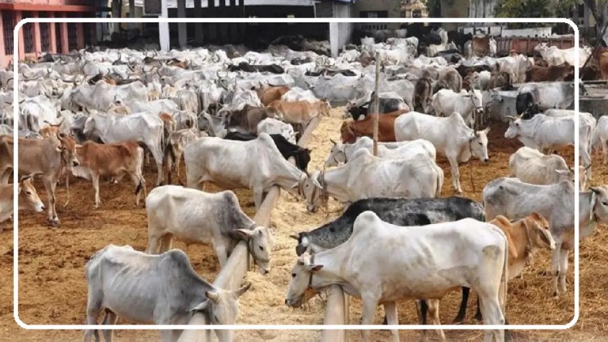 Hardoi: भीषण गर्मी को देखते हुए गोवंश को बचाने के लिए प्रशासन अलर्ट, आश्रय स्थलों पर चारा-पानी व छाया की व्यवस्था के निर्देश।