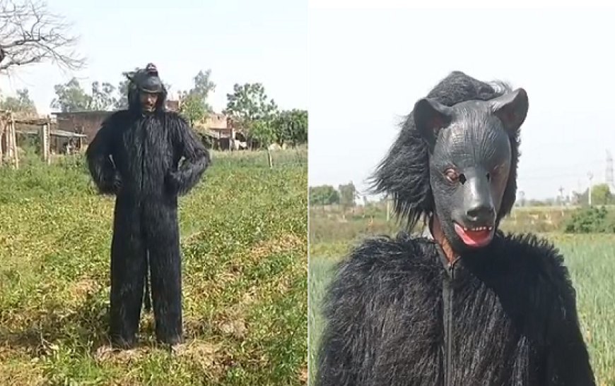 Sambhal: बंदरों से फसल बचाने को किसानों का अनोखा जुगाड़, भालू की वर्दी पहनकर कर रहे खेतों की रखवाली।