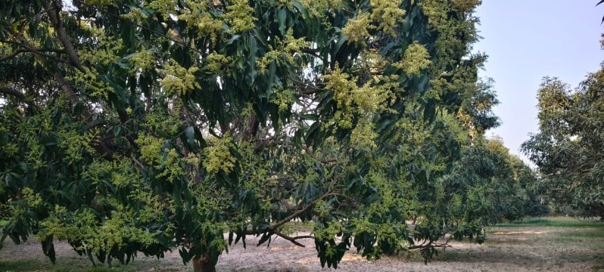 कृषि विशेष : बदलते मौसम में आम की फसल को खर्रा, दहिया और कीटों से बचाएं- कृष्ण मोहन चौधरी