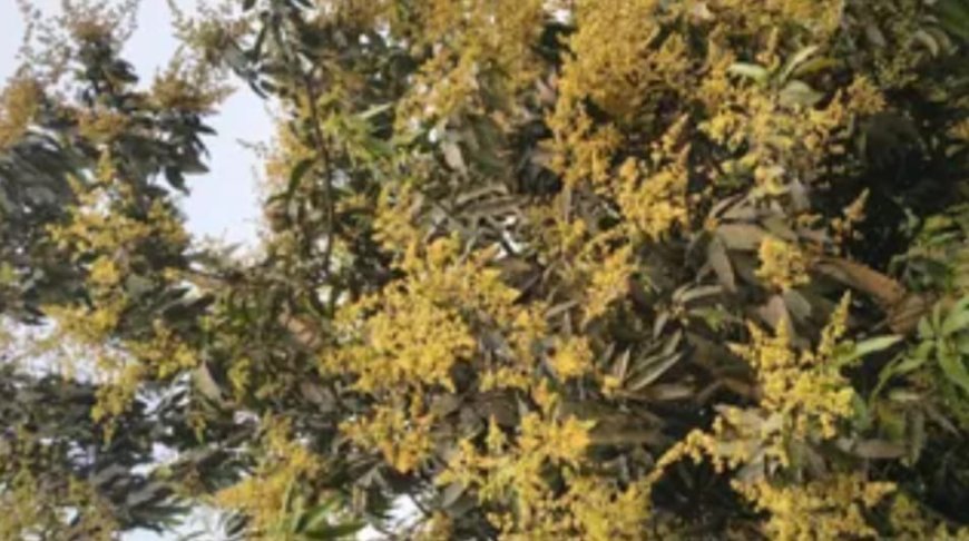 Lucknow : बेमौसम बारिश से आम बागवानों की चिंता बढ़ी, फसल को 30-40 प्रतिशत तक नुकसान का खतरा