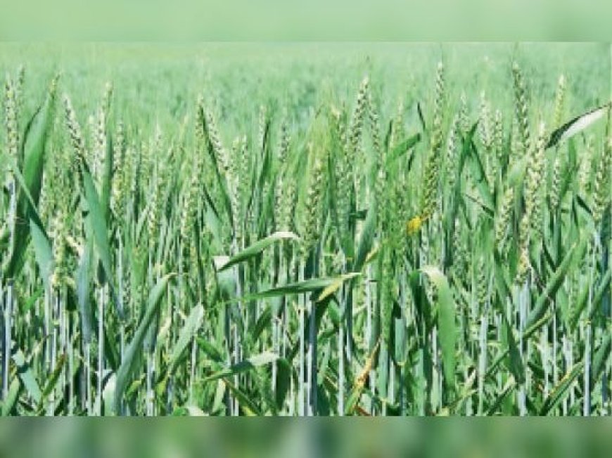 Sitapur : सीतापुर में बेमौसम बारिश और तेज हवाओं से रबी फसलों पर संकट, किसान चिंतित