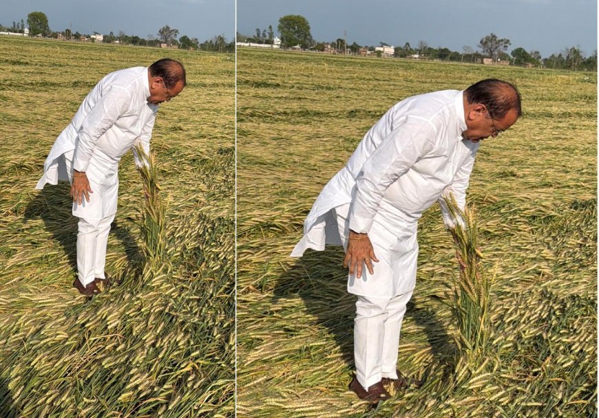 Bajpur : यशपाल आर्य ने बाजपुर में ईद की बधाई दी, ओलावृष्टि और बारिश से बर्बाद गेहूं फसल का जायजा लिया, मुआवजे की मांग की