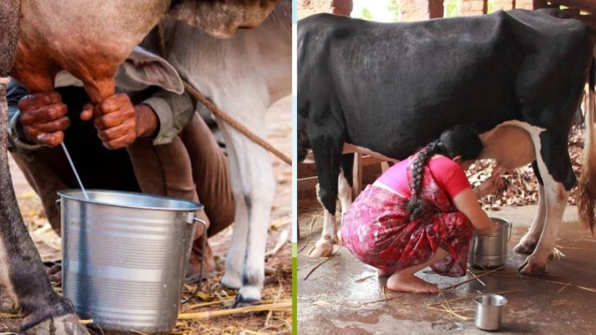 Lucknow : मिल्क प्रोक्योरमेंट से आत्मनिर्भर बनीं प्रदेश की साढ़े तीन लाख महिलाएं, दुग्ध व्यवसाय से तरक्की में UP देश में पहले स्थान पर