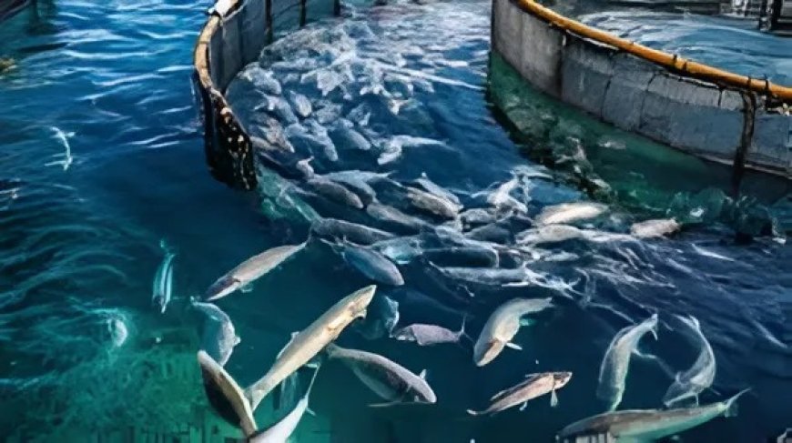 Lucknow : नव निर्माण के 9 वर्ष - 2028 तक मत्स्य उत्पादन में बड़ी छलांग लगाएगा यूपी