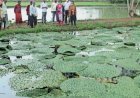 Barabanki : मछली के साथ मखाना उगाकर किसान कमाएंगे दोगुना लाभ, विशेषज्ञों ने दी ट्रेनिंग
