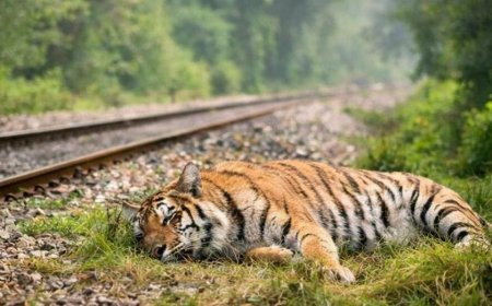 Lakhimpur- Kheri : मैलानी बफर जोन में बाघिन की संदिग्ध मौत, वन विभाग की कार्रवाई पर उठे सवाल